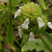 Leucas zeylanica var. zeylanica